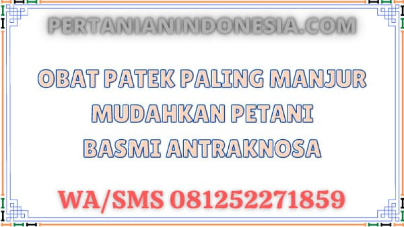 Obat Patek Paling Manjur Mudahkan Petani Basmi Antraknosa