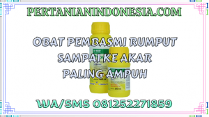 Obat Pembasmi Rumput Sampai Ke Akar Paling Ampuh