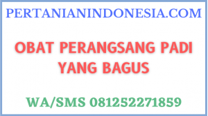 Obat Perangsang Padi Yang Bagus