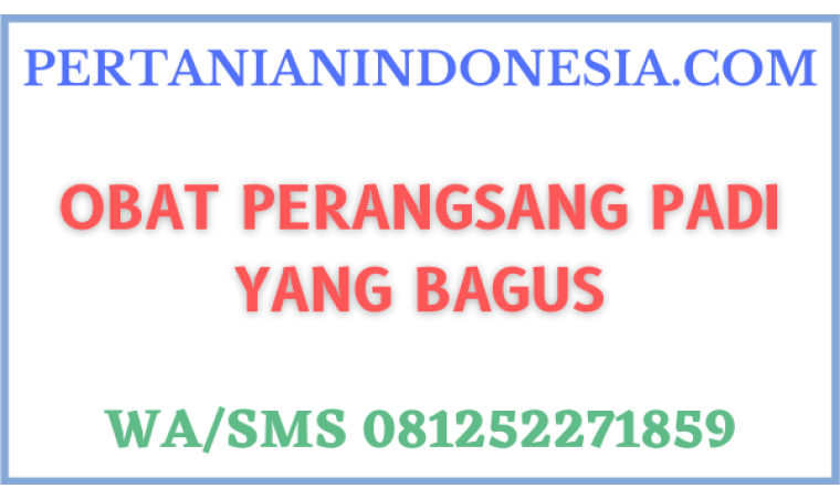 Obat Perangsang Padi Yang Bagus