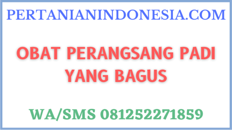 Obat Perangsang Padi Yang Bagus
