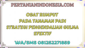 Obat Rumput Pada Tanaman Padi Strategi Pengendalian Gulma Efektif