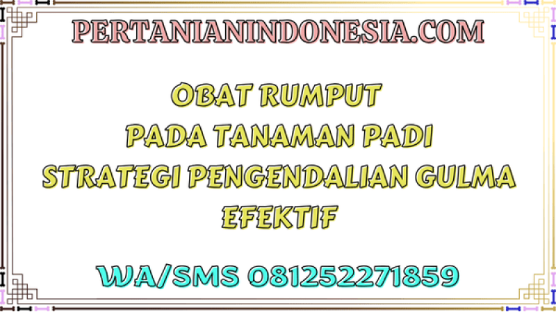 Obat Rumput Pada Tanaman Padi Strategi Pengendalian Gulma Efektif