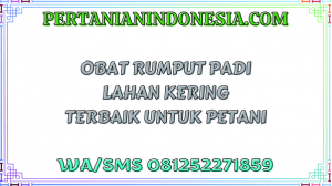 Obat Rumput Padi Lahan Kering Terbaik Untuk Petani