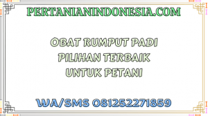 Obat Rumput Padi Pilihan Terbaik Untuk Petani