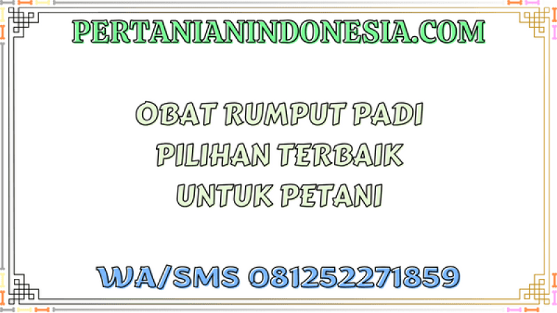 Obat Rumput Padi Pilihan Terbaik Untuk Petani