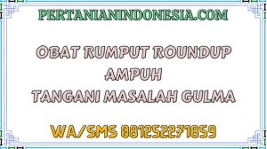 Obat Rumput Roundup Ampuh Tangani Masalah Gulma