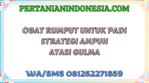 Obat Rumput Untuk Padi Strategi Ampuh Atasi Gulma