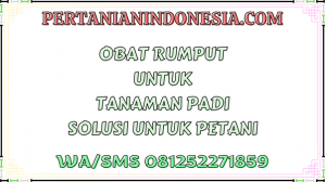 Obat Rumput Untuk Tanaman Padi Solusi Untuk Petani