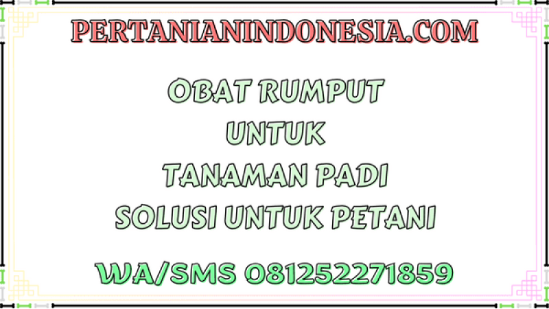 Obat Rumput Untuk Tanaman Padi Solusi Untuk Petani