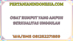 Obat Rumput Yang Ampuh Berkualitas Unggulan