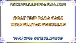 Obat Trip Pada Cabe Berkualitas Unggulan