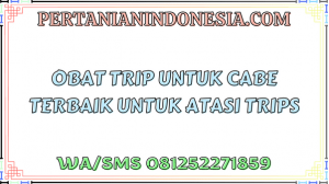 Obat Trip Untuk Cabe Terbaik Untuk Atasi Trips