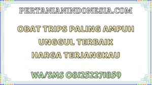 Obat Trips Paling Ampuh Unggul Terbaik Harga Terjangkau Obat Trips Paling Ampuh Unggul Terbaik Harga Terjangkau