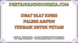 Obat Ulat Kubis Paling Ampuh Terbaik Untuk Petani