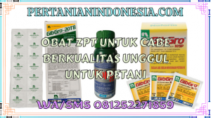 Obat ZPT Untuk Cabe Berkualitas Unggul Untuk Petani
