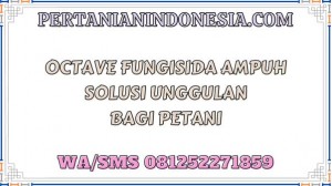 Octave Fungisida Ampuh Solusi Unggulan Bagi Petani