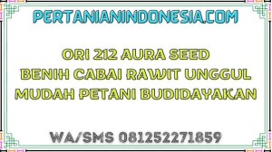 Ori 212 Aura Seed Benih Cabai Rawit Unggul Mudah Petani Budidayakan