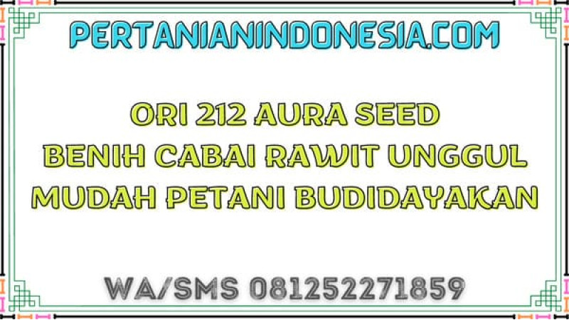 Ori 212 Aura Seed Benih Cabai Rawit Unggul Mudah Petani Budidayakan