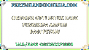 Orondis Opti Untuk Cabe Fungisida Ampuh Bagi Petani