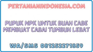 Pupuk NPK Untuk Buah Cabe Membuat Cabai Tumbuh Lebat