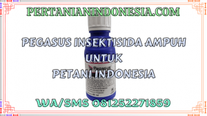 Pegasus Insektisida Ampuh Untuk Petani Indonesia