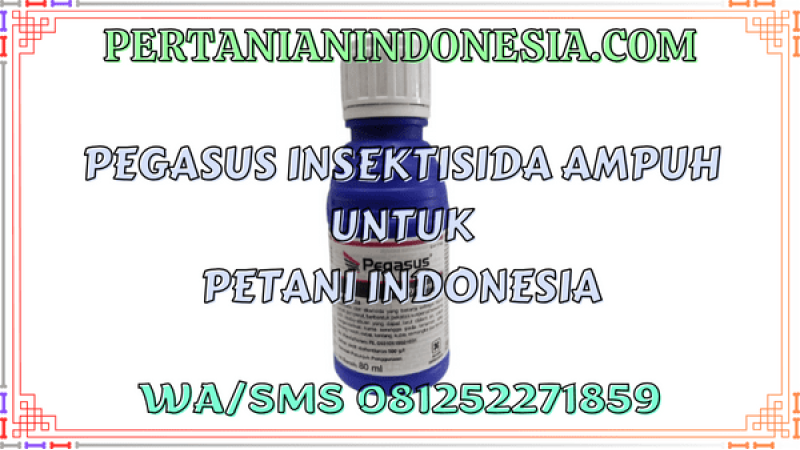 Pegasus Insektisida Ampuh Untuk Petani Indonesia