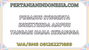 Pegasus Syngenta Insektisida Ampuh Tangani Hama Serangga