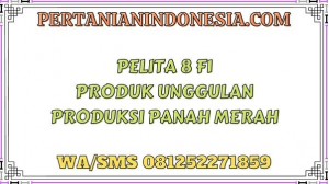 Pelita 8 F1 Produk Unggulan Produksi Panah Merah