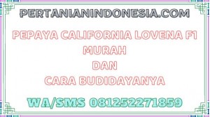 Pepaya California Lovena F1 Murah Dan Cara Budidayanya