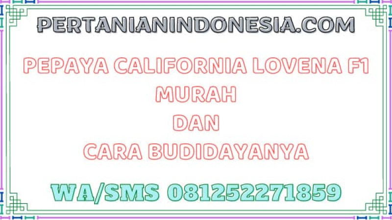 Pepaya California Lovena F1 Murah Dan Cara Budidayanya