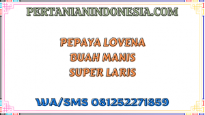 Pepaya Lovena Buah Manis Super Laris
