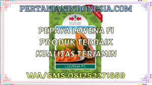 Pepaya Lovena F1 Produk Terbaik Kualitas Terjamin