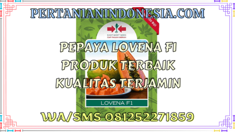 Pepaya Lovena F1 Produk Terbaik Kualitas Terjamin