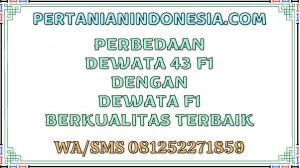 Perbedaan Dewata 43 F1 Dengan Dewata F1 Berkualitas Terbaik