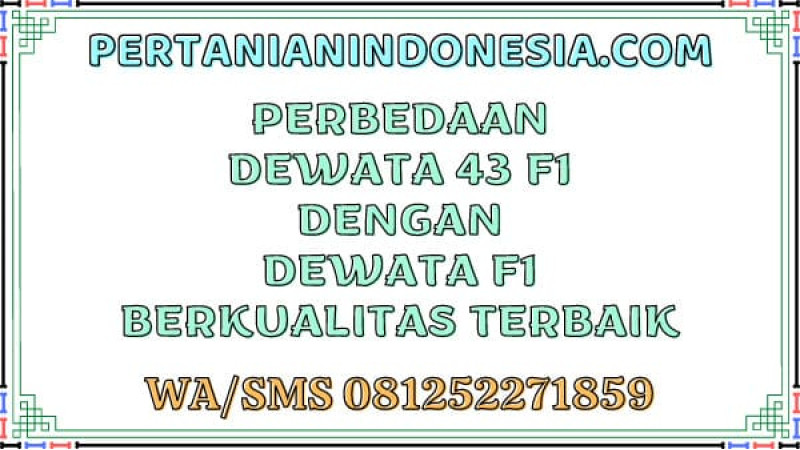 Perbedaan Dewata 43 F1 Dengan Dewata F1 Berkualitas Terbaik