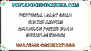 Pestisida Lalat Buah Solusi Ampuh Amankan Panen Buah Bernilai Tinggi