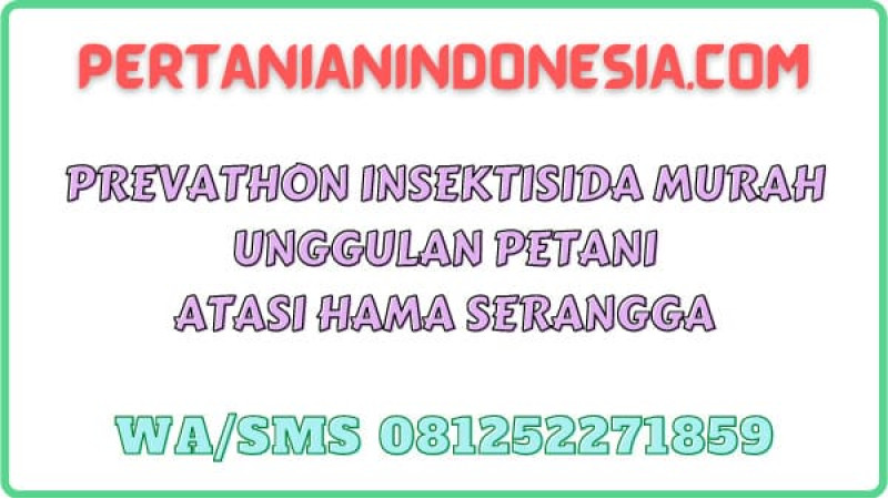 Prevathon Insektisida Murah Unggulan Petani Atasi Hama Serangga