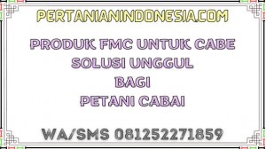 Produk FMC Untuk Cabe Solusi Unggul Bagi Petani Cabai