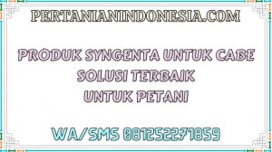 Produk Syngenta Untuk Cabe Solusi Terbaik Untuk Petani