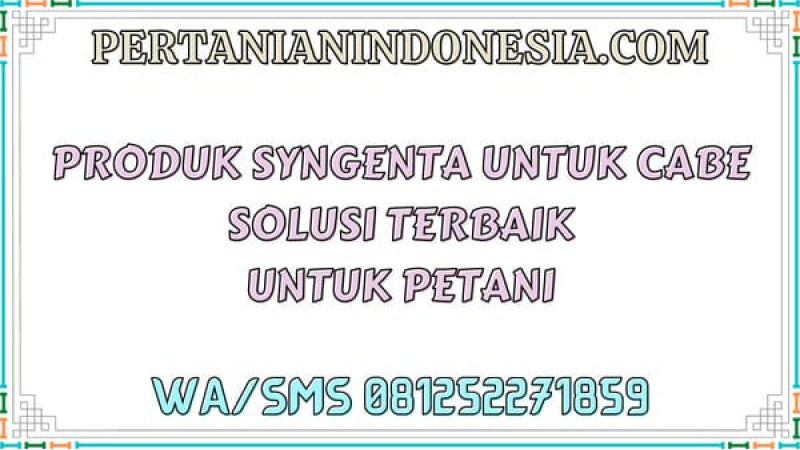 Produk Syngenta Untuk Cabe Solusi Terbaik Untuk Petani