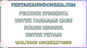 Produk Syngenta Untuk Tanaman Cabe Solusi Unggul Untuk Petani