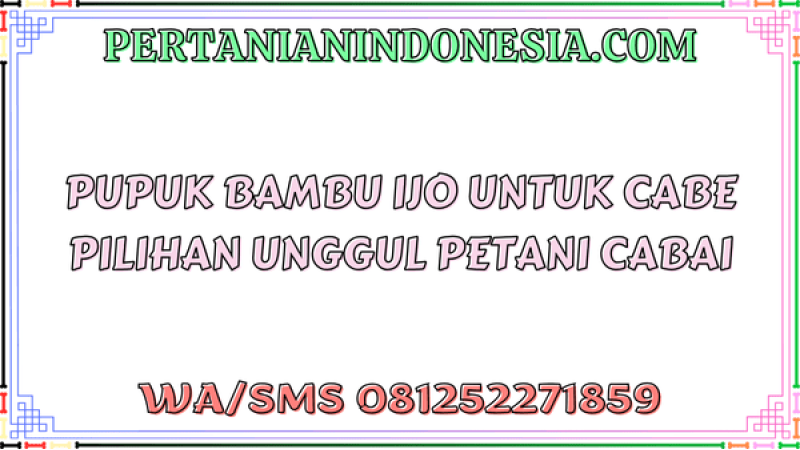Pupuk Bambu Ijo Untuk Cabe Pilihan Unggul Petani Cabai