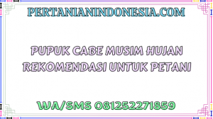 Pupuk Cabe Musim Hujan Rekomendasi Untuk Petani