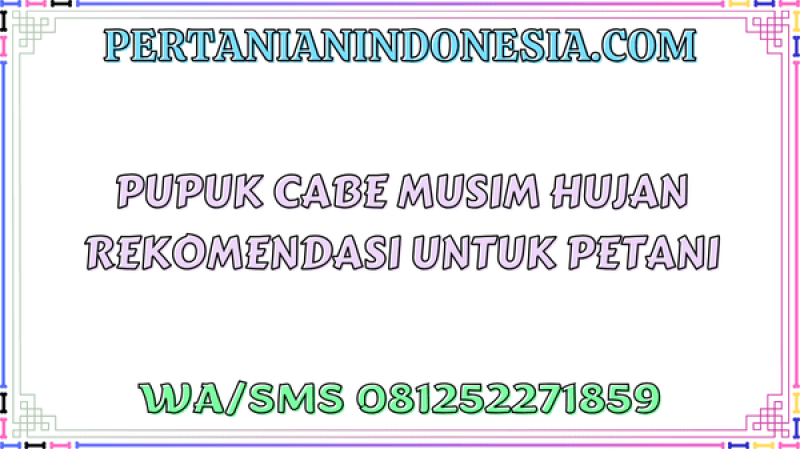 Pupuk Cabe Musim Hujan Rekomendasi Untuk Petani