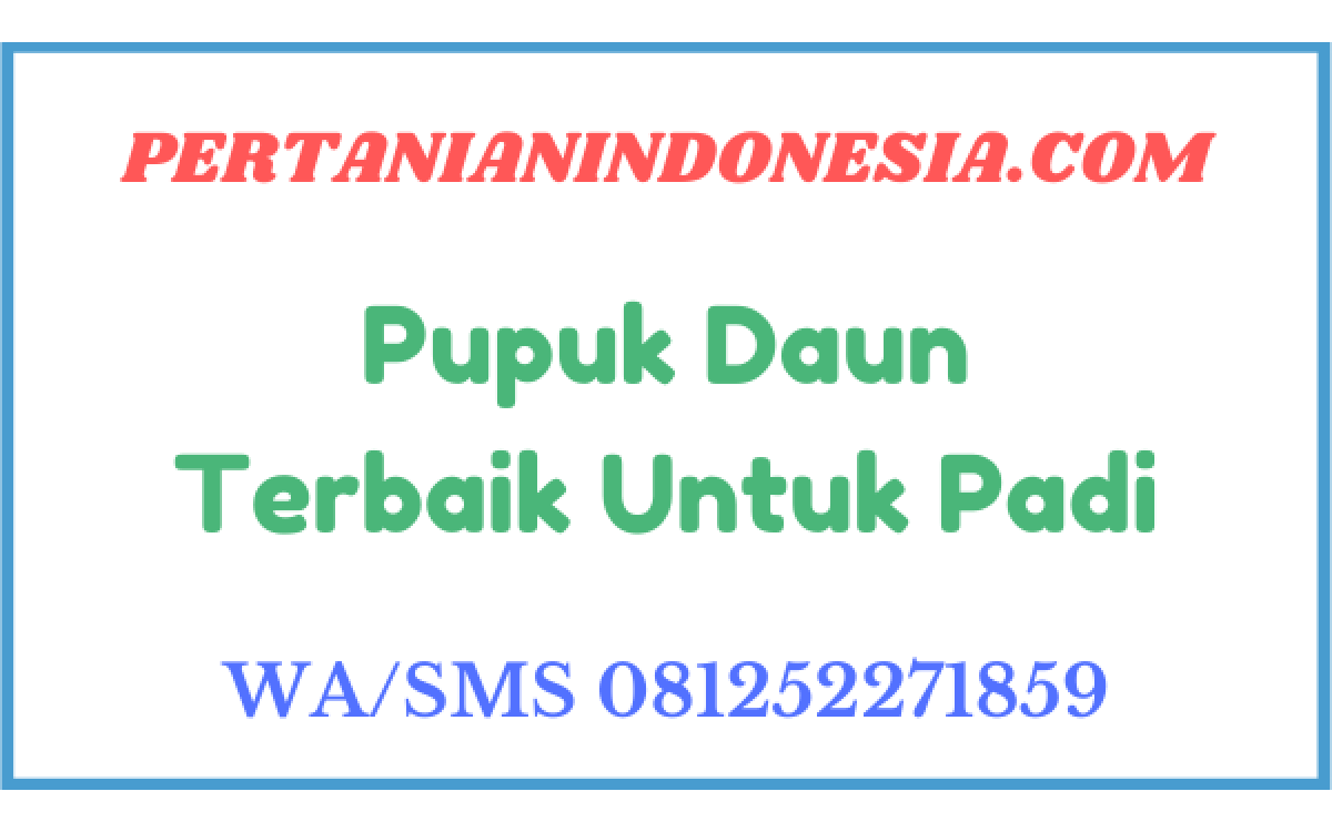 Pupuk Daun Terbaik Untuk Padi