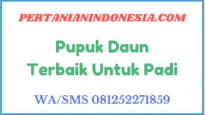 Pupuk Daun Terbaik Untuk Padi