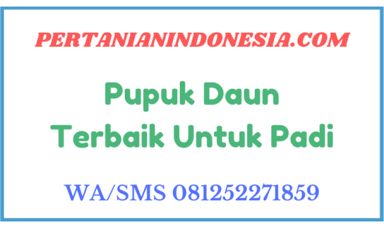 Pupuk Daun Terbaik Untuk Padi