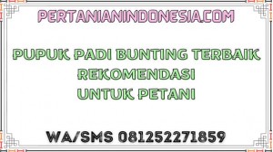 Pupuk Padi Bunting Terbaik Rekomendasi Untuk Petani