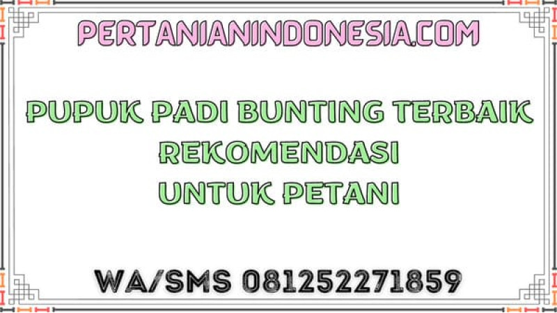 Pupuk Padi Bunting Terbaik Rekomendasi Untuk Petani